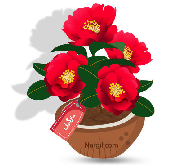 Nargil_Camelia Japonica